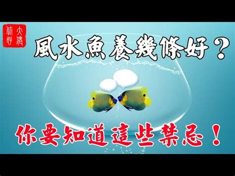 魚缸 魚數量|養魚招財：最佳魚隻數量